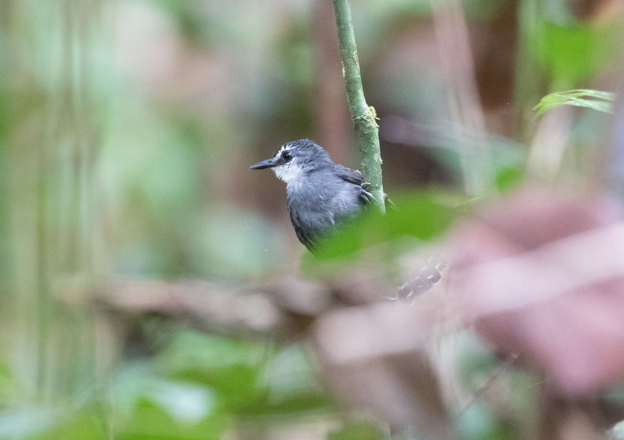 Image of White-throated Antbird