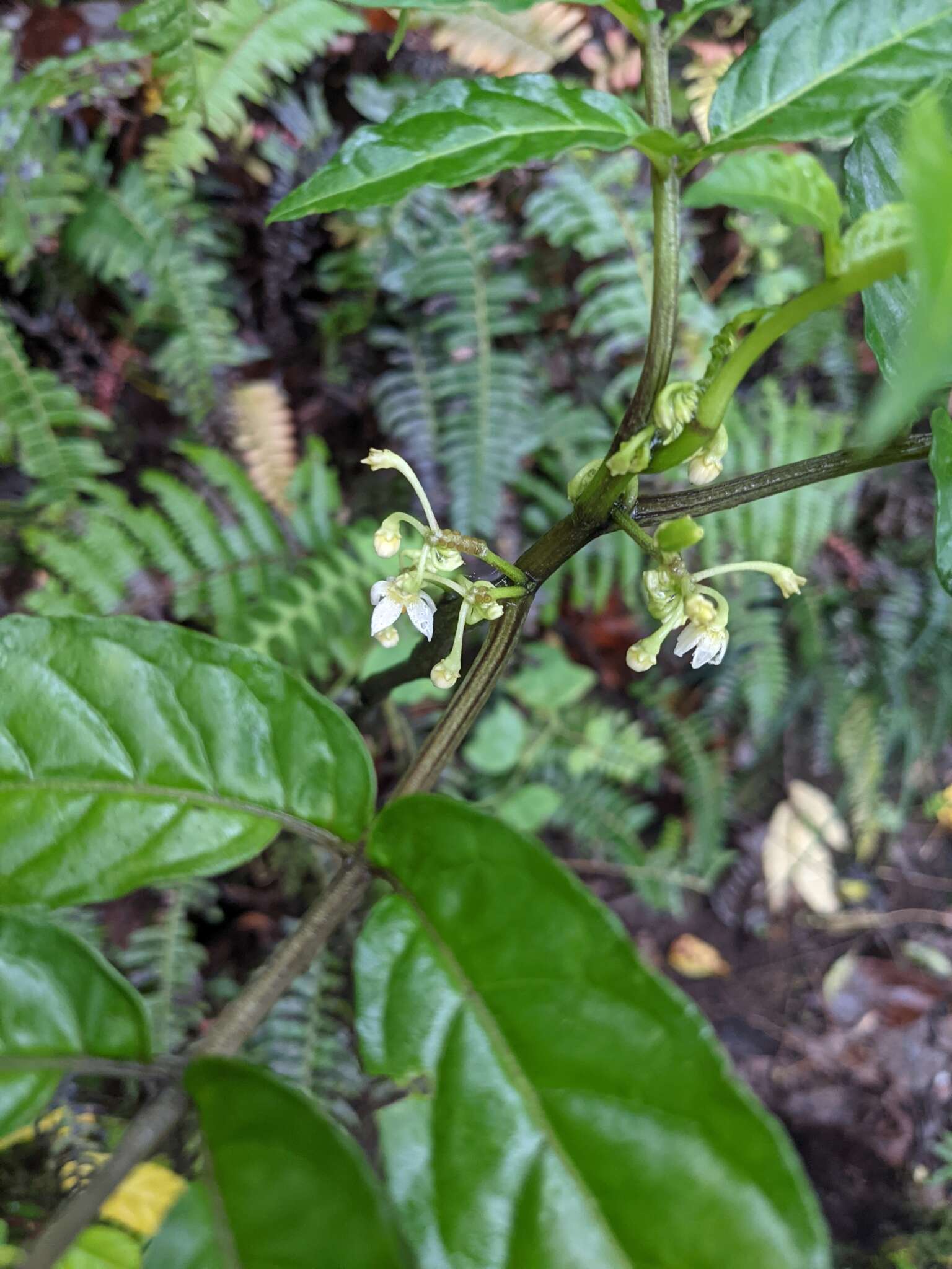 Image of Solanum trizygum Bitter