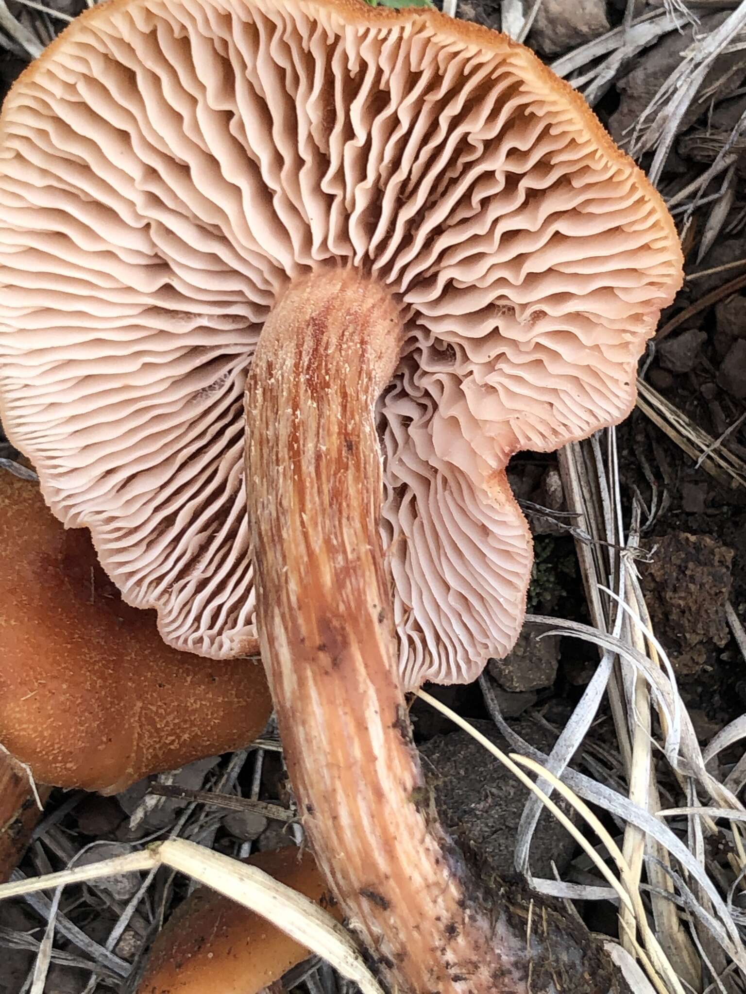 Image of Laccaria nobilis A. H. Sm. 1984