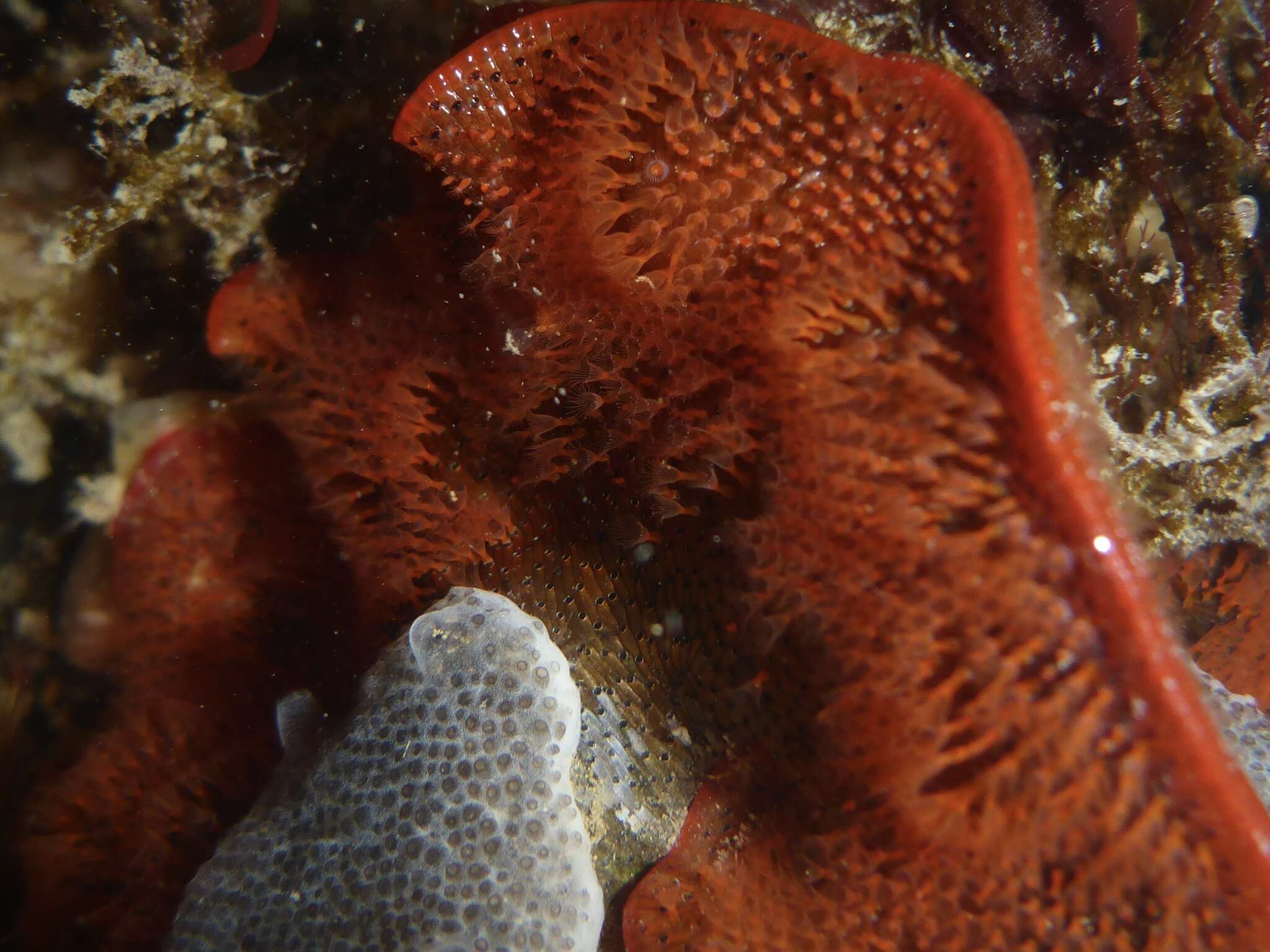 Image of Marine bryozoan