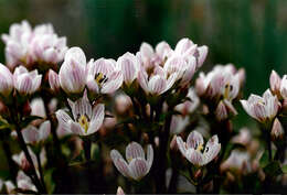 Image of Gentianella patula (Cheesem.) Holub