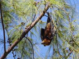 Image of Greater Mascarene Flying Fox