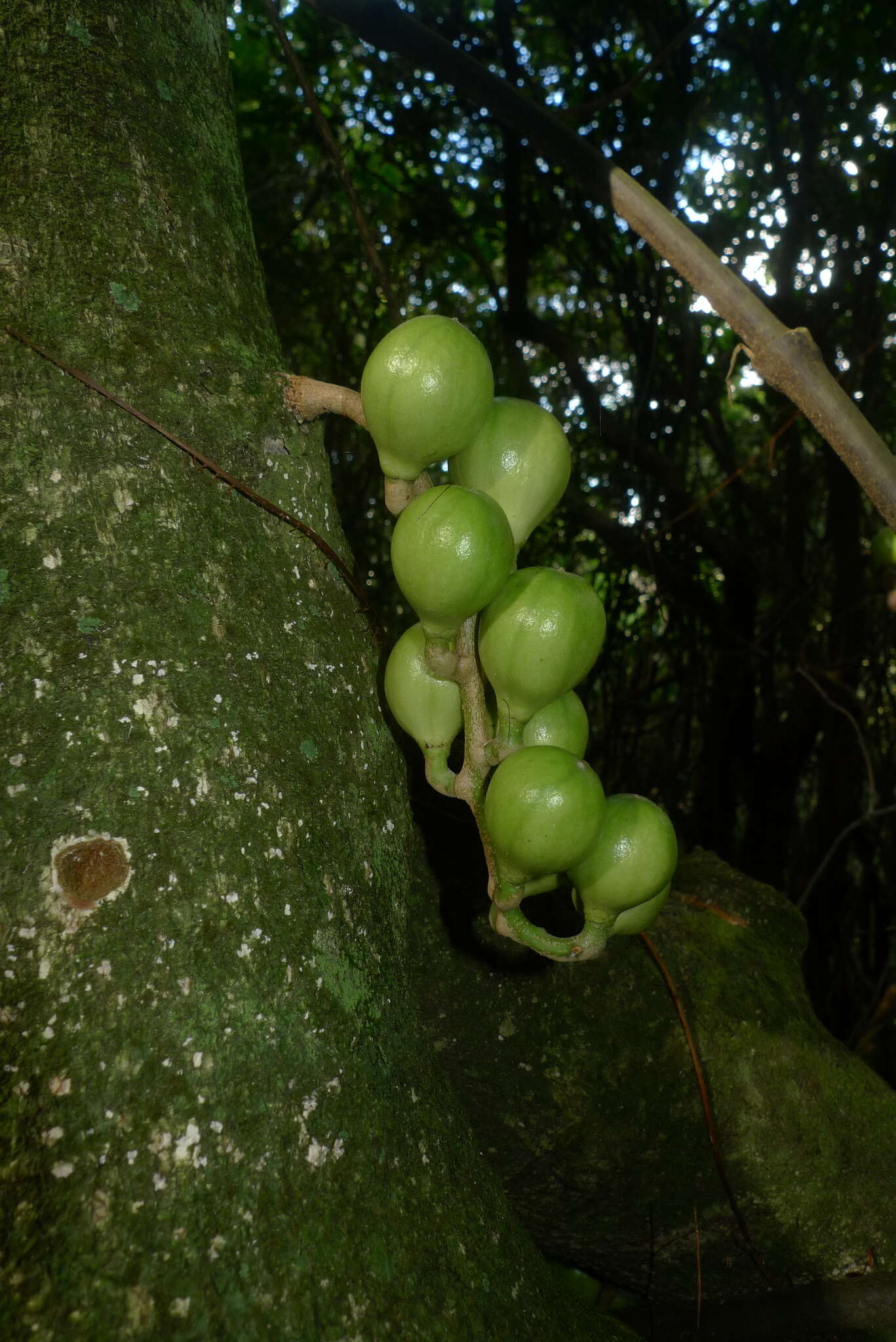 Dysoxylum spectabile (Forst. fil.) Hook. fil. resmi