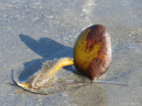 Image of Avicennia schaueriana Stapf & Leechman ex Mold.