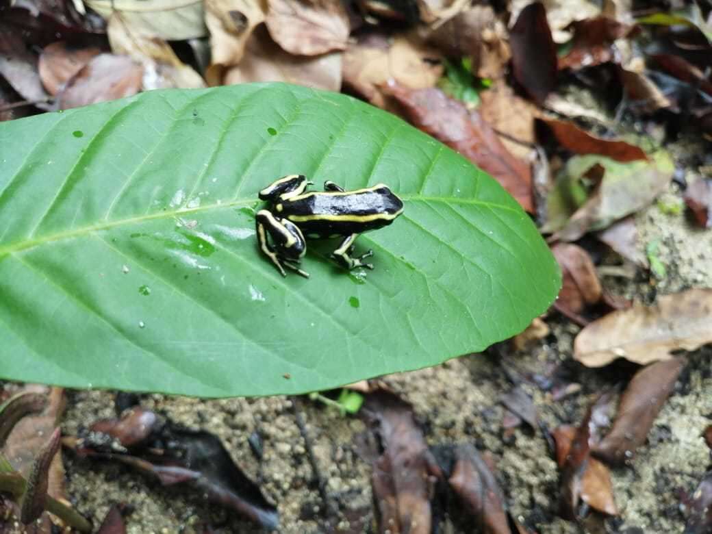 Image of Yellow-striped Poison Frog