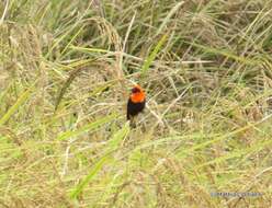 Image of Black-winged Bishop