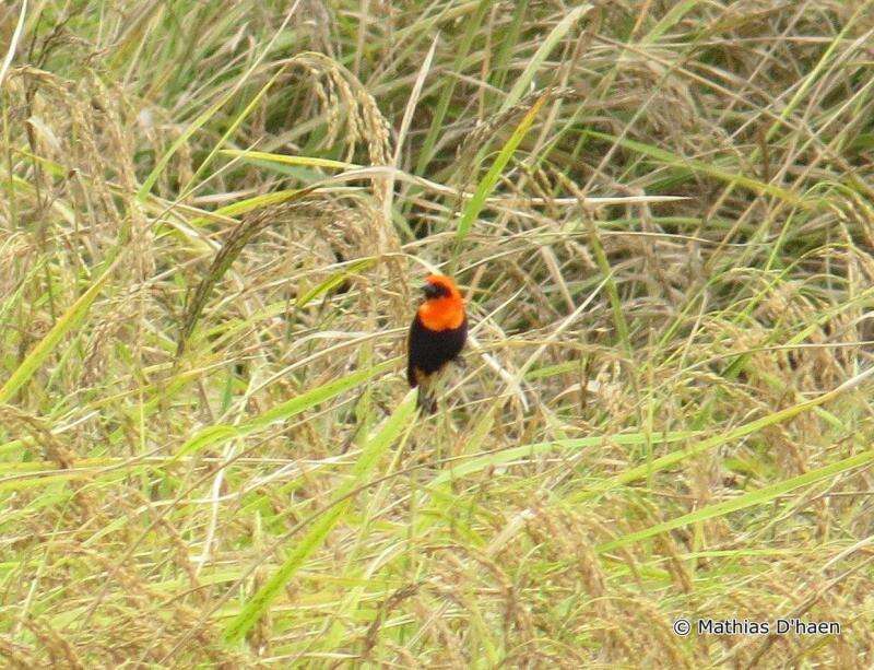 Image of Black-winged Bishop