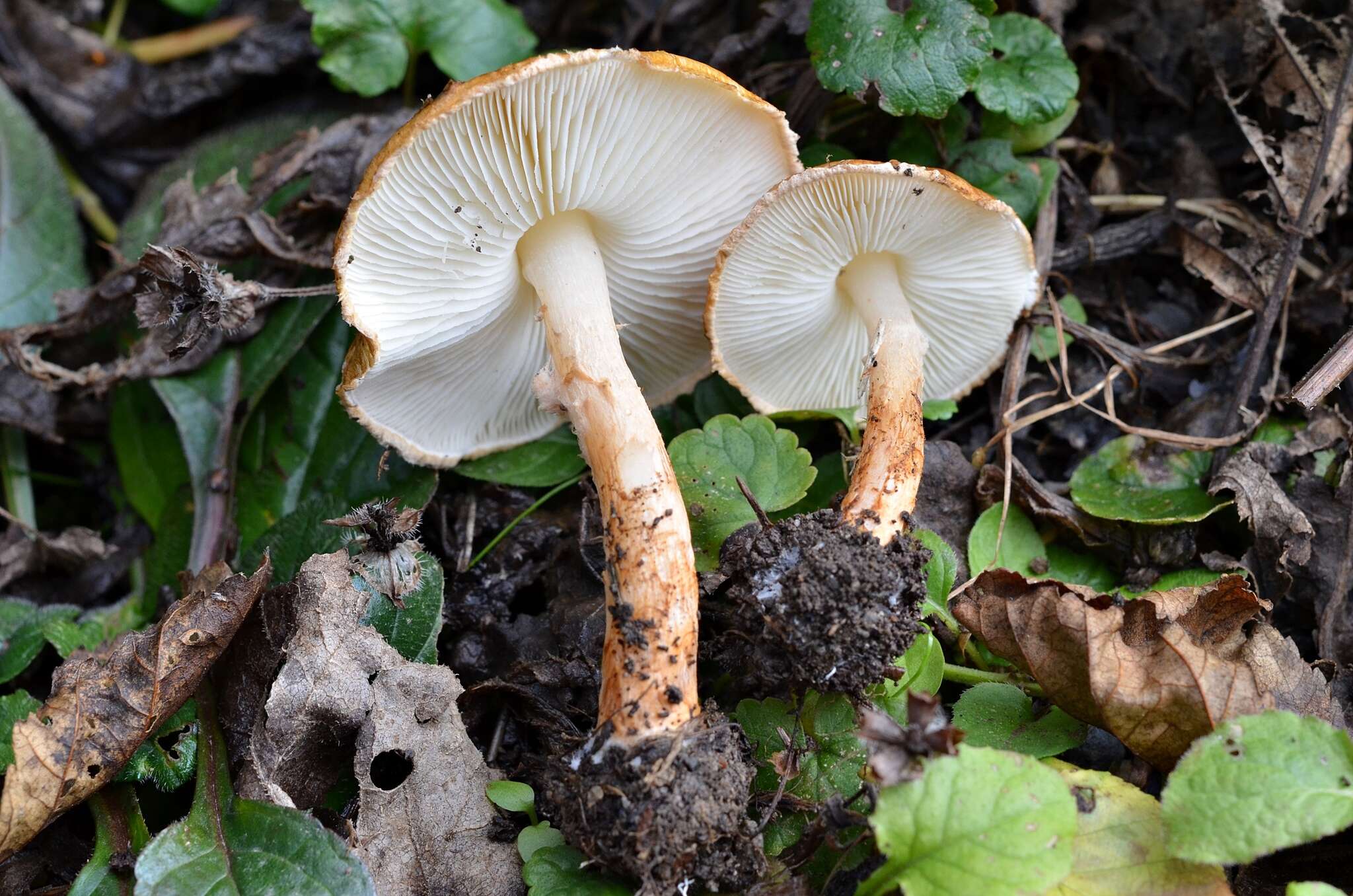 Image of Lepiota boudieri Bres. 1884