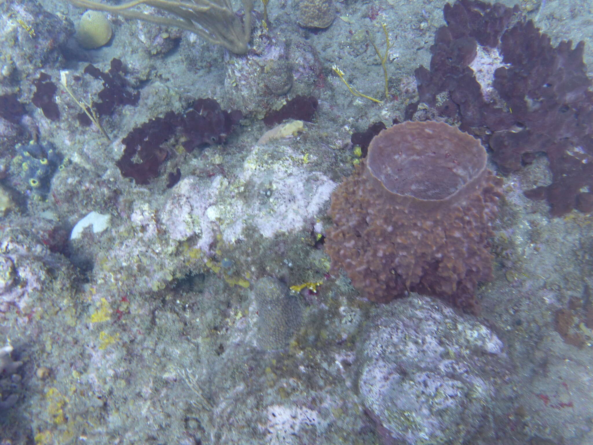 Image of Caribbean barrel sponge