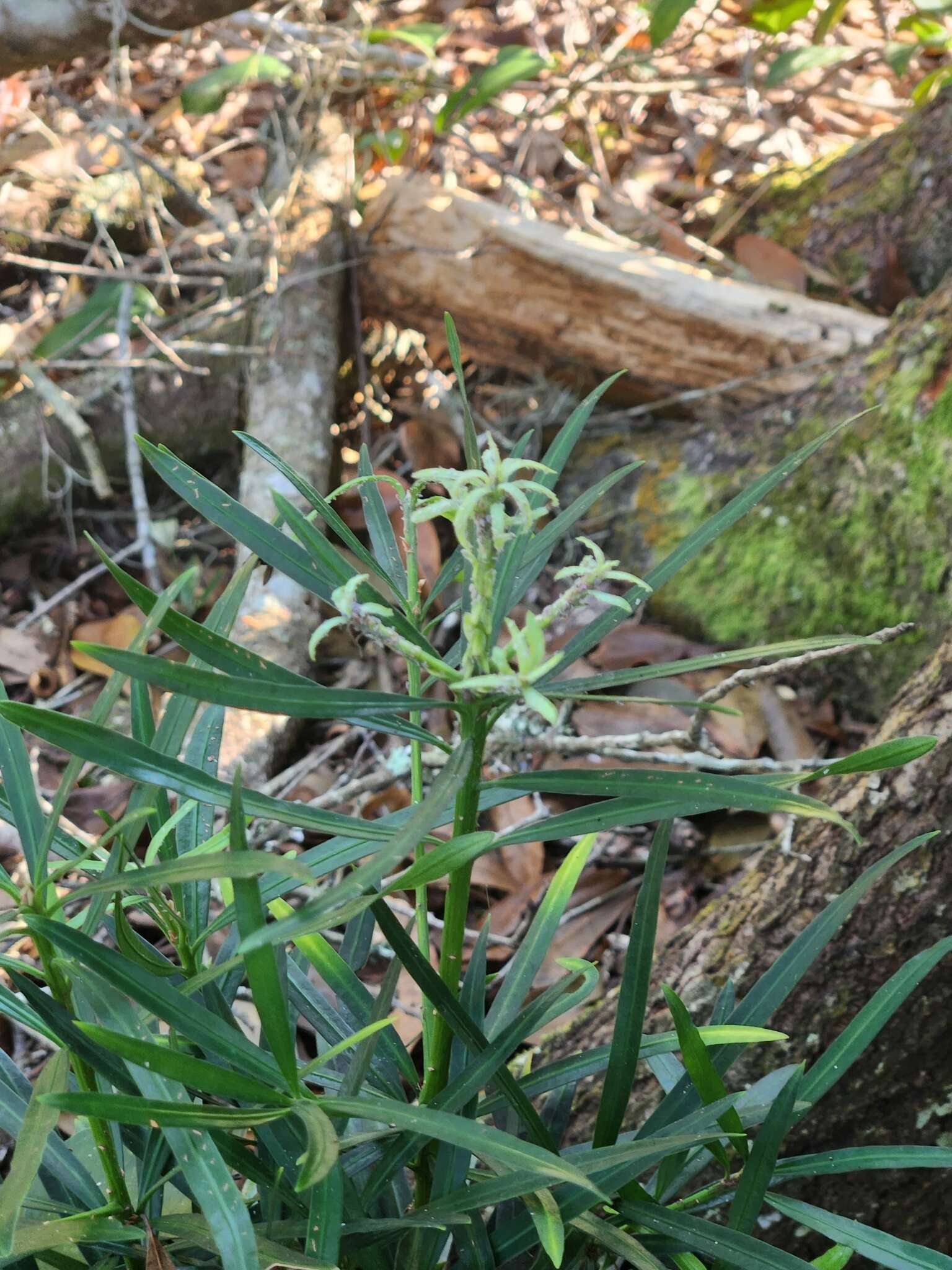 Image of Buddhist Pine