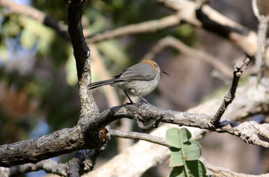 Image of Western Spinebill