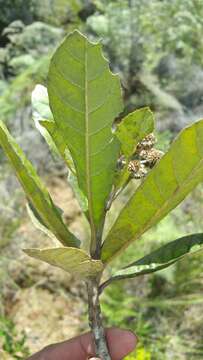 Image of Nuxia sphaerocephala Baker