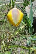 Calochortus balsensis García-Mend. resmi