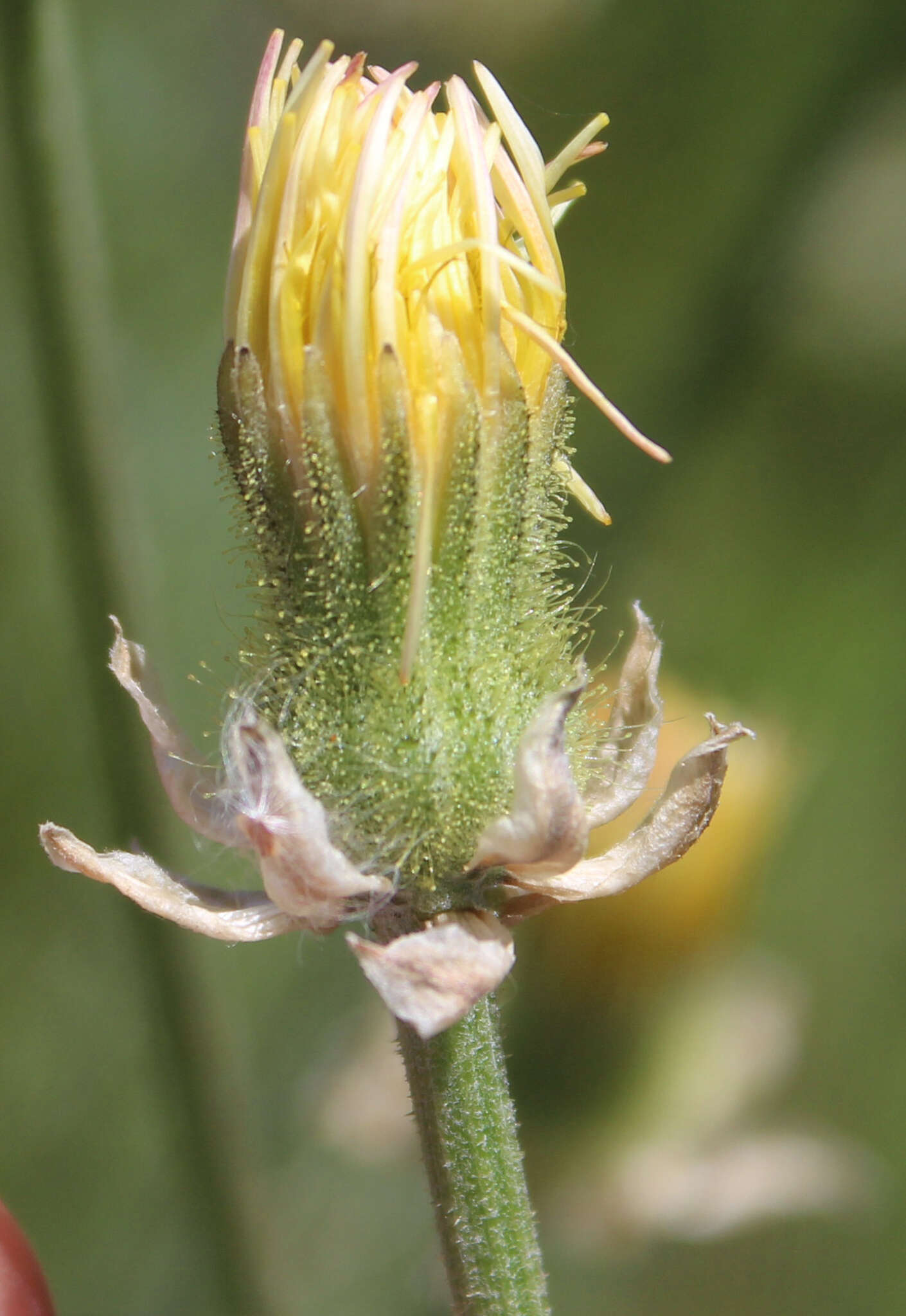 Image of Crepis alpina L.