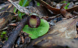 Image of Slaty helmet orchid