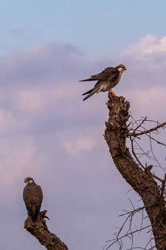 Imagem de Falco jugger Gray & JE 1834