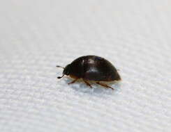 Image of Amphicrossus ciliatus (Olivier 1811)