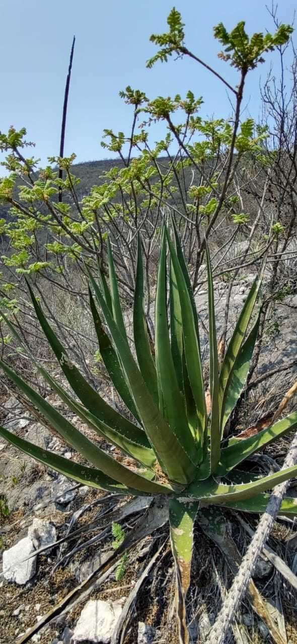 Слика од Agave triangularis Jacobi