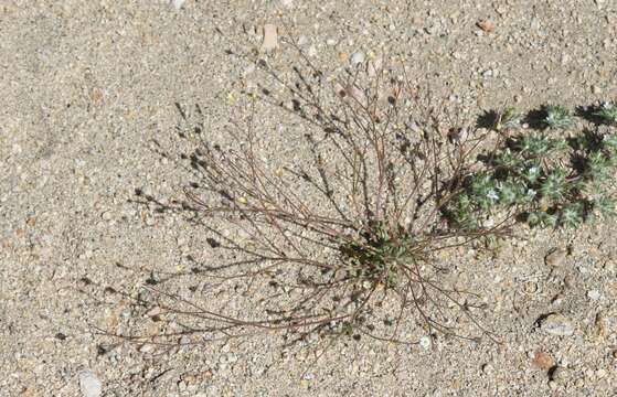 Image of Clokey's gilia