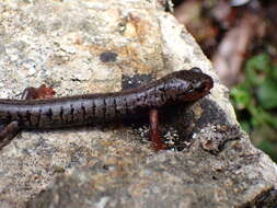 Image of Bolitoglossa pesrubra (Taylor 1952)