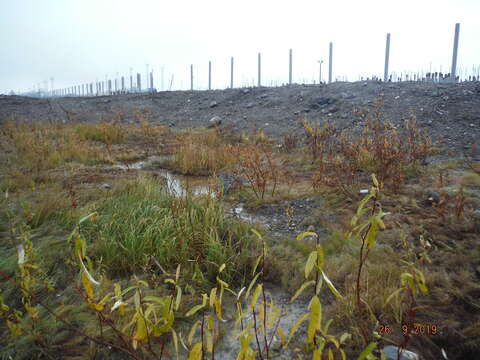 Image of tea-leaved willow