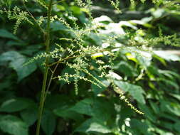 Image of Appalachian False Goat's-Beard