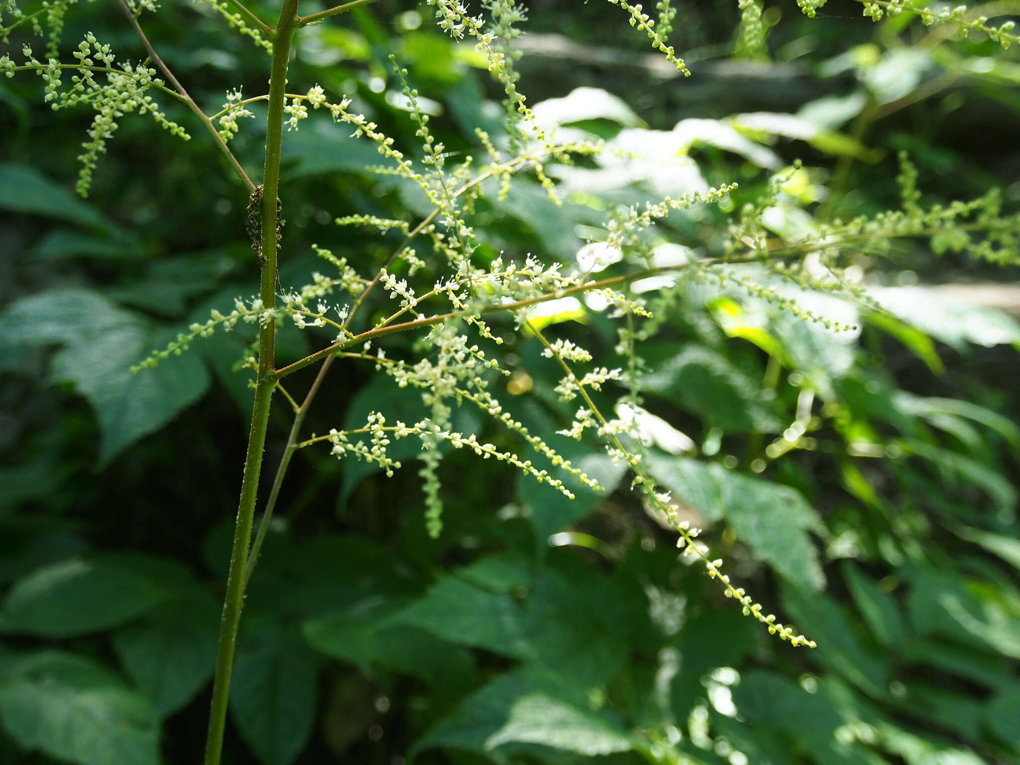 Image of Appalachian False Goat's-Beard