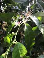 Слика од Capparis micracantha DC.