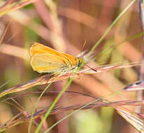 Image of small skipper