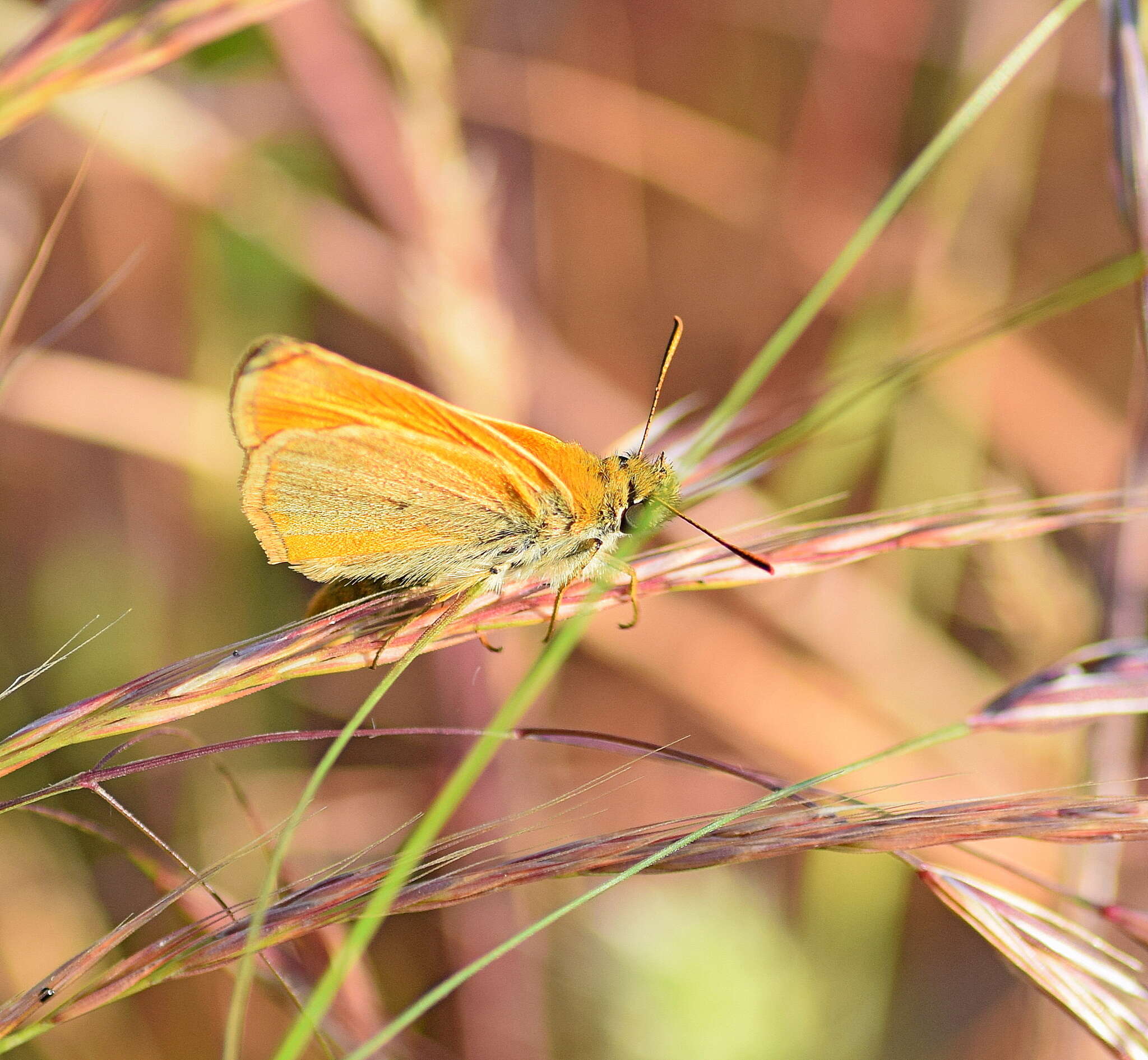 Image of small skipper