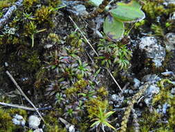 Image of Abrotanella pusilla (Hook. fil.) Hook. fil.