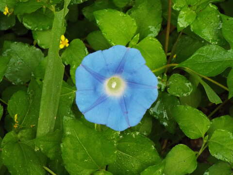 Image of whiteedge morning-glory