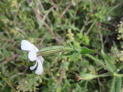 Plancia ëd Silene ornata Ait.