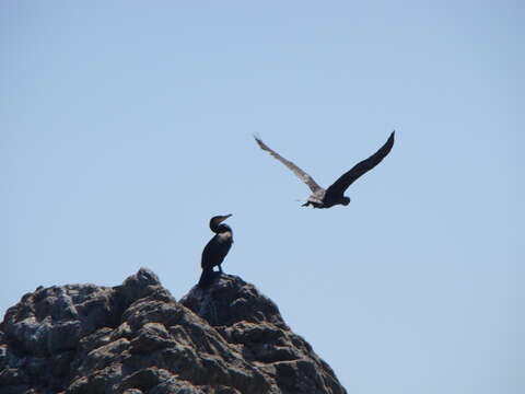 Image of Phalacrocorax carbo novaehollandiae Stephens 1826