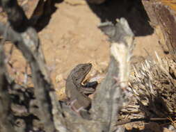 Image of Liolaemus parvus Quinteros, Abdala, Gómez & Scrocchi 2008