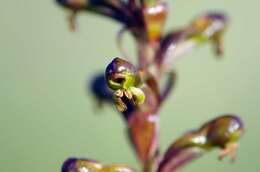 Image of Satyrium parviflorum Sw.