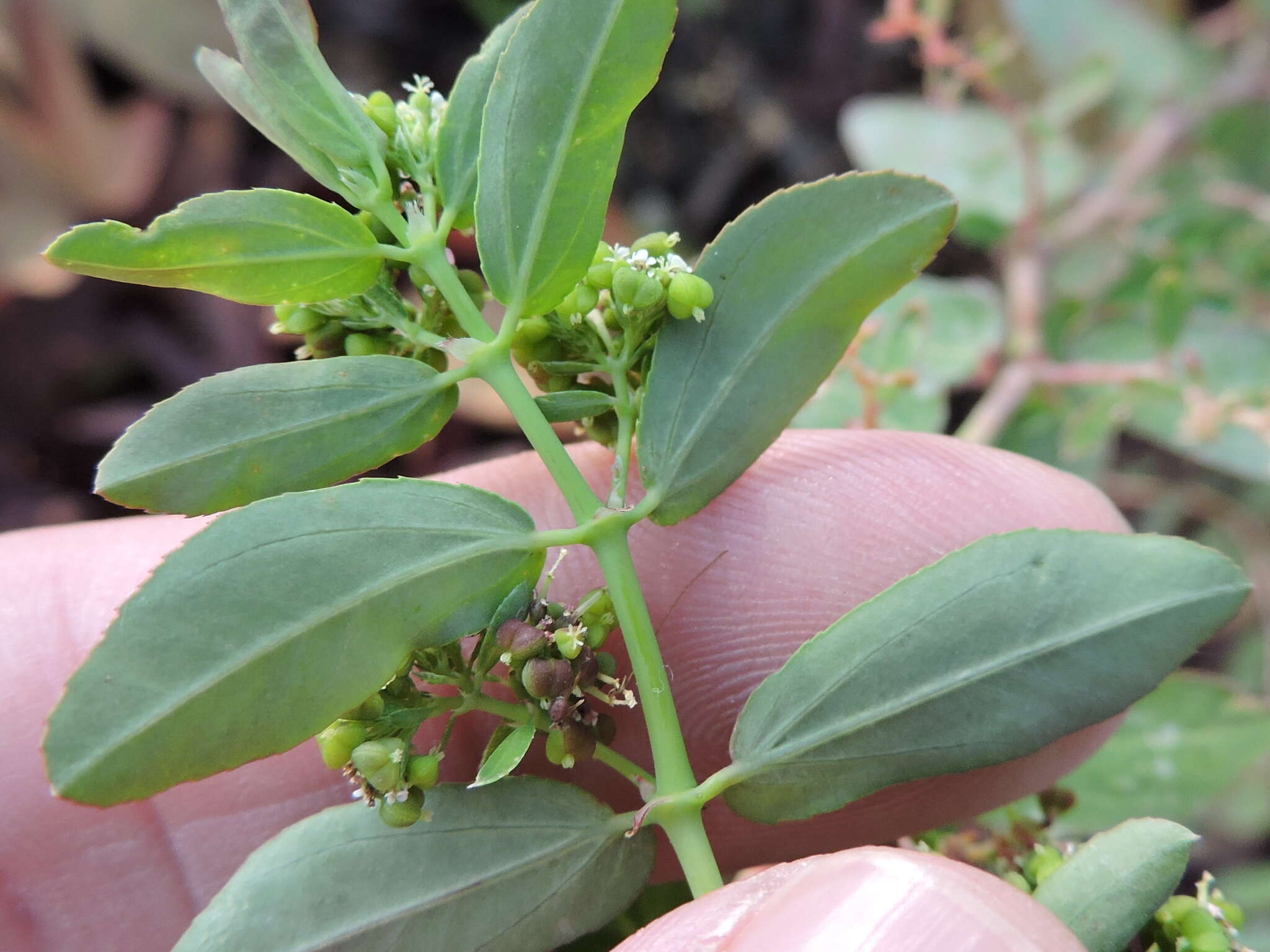 Слика од Euphorbia hypericifolia L.