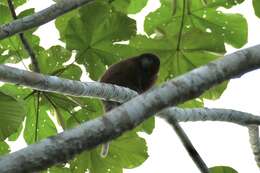 Image of Coppery Titi Monkey