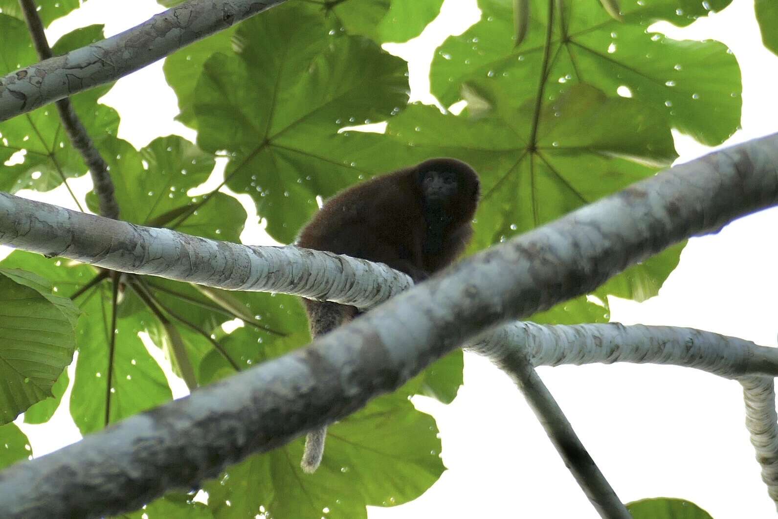 Image of Coppery Titi Monkey