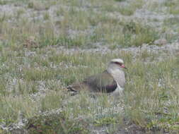 Image of Andean Lapwing