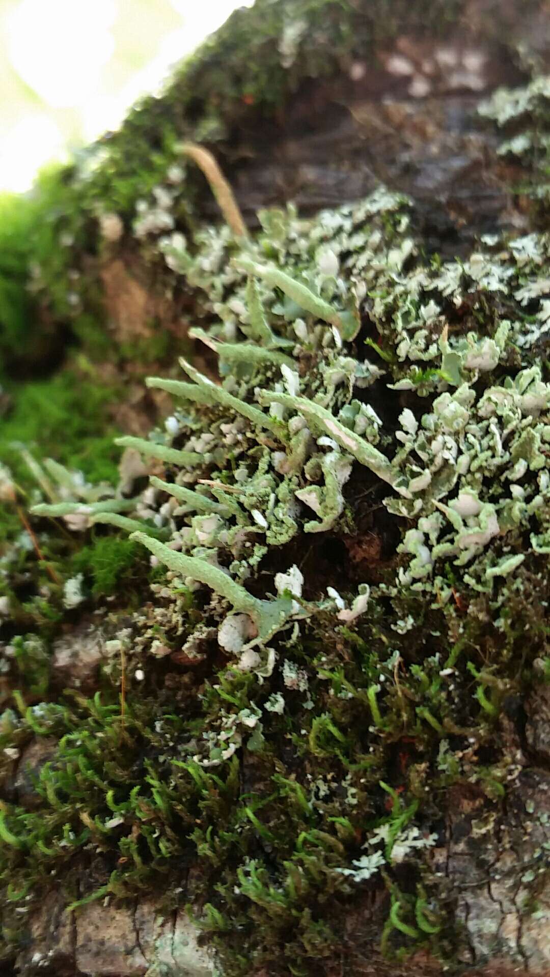 Image of cup lichen