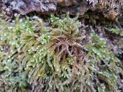 Image of eurhynchium moss