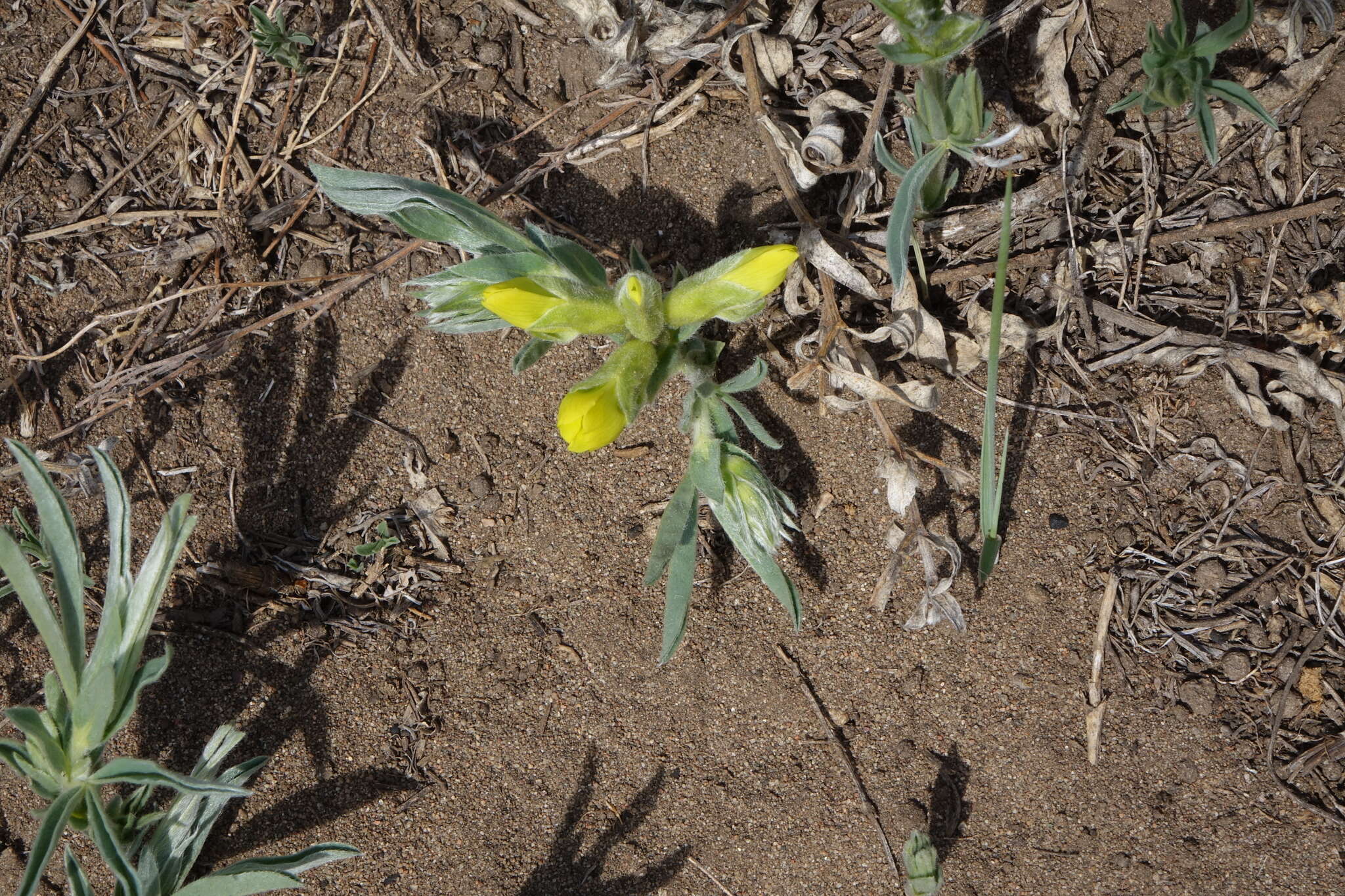 Image of Thermopsis mongolica Czefr.