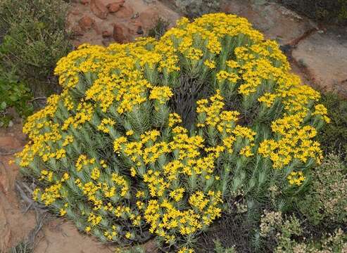 Image of Euryops tenuissimus subsp. tenuissimus