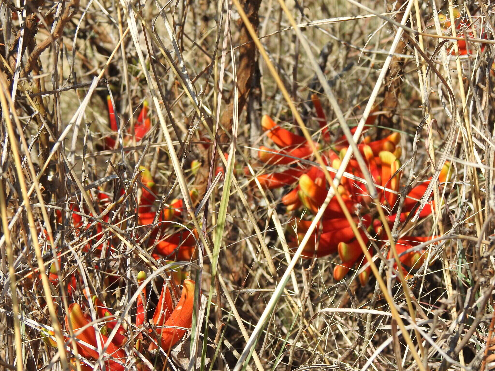 Image de Erythrina acanthocarpa E. Mey.