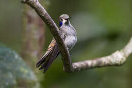 Image of Brown Violet-ear