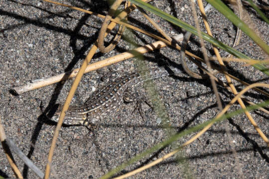 Image of Liolaemus grosseorum Etheridge 2001