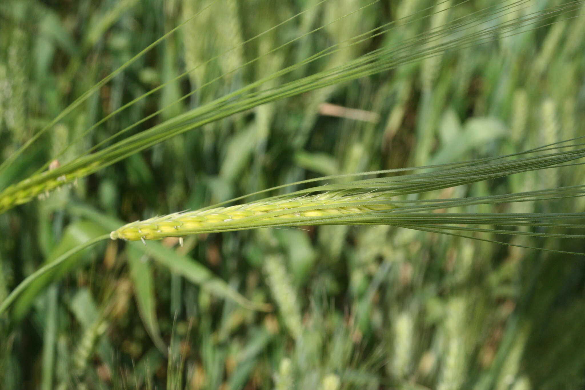 Image of spontaneous barley