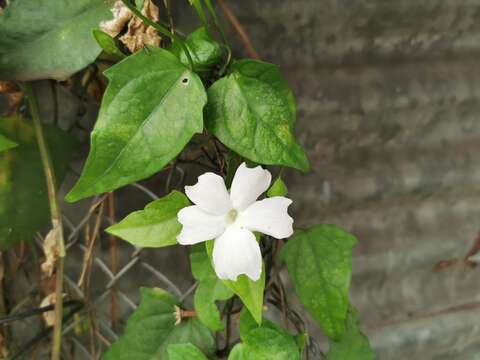 Image of Thunbergia laevis Wall. ex Nees