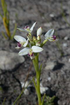 Слика од Disa bivalvata (L. fil.) T. Durand & Schinz